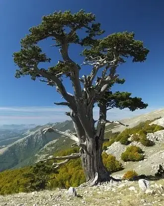 Loricato pine in the Pollino National Park